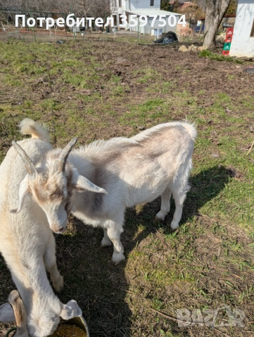 Младо мъжко козле 