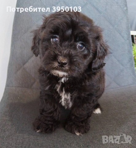 Shih poo/Mini poodle , снимка 6 - Ши Тцу - 54302526