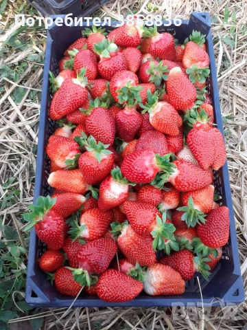 🍓НЕВРОЯТЕН СВЕЖ РАСАД ПРОМО ЦЕНИ🍓, снимка 7 - Разсади - 53566384
