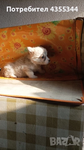 Уелско Корги, снимка 3 - Други - 53261306