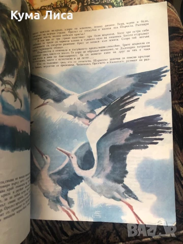 Приключенията на чипоноско , снимка 6 - Детски книжки - 51296778