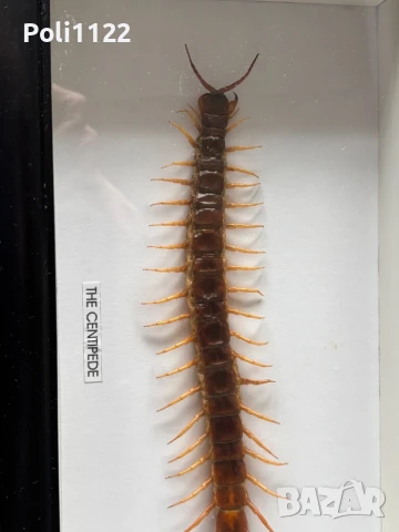 Рамкирана препарирана стоножка, снимка 4 - Антикварни и старинни предмети - 50695517