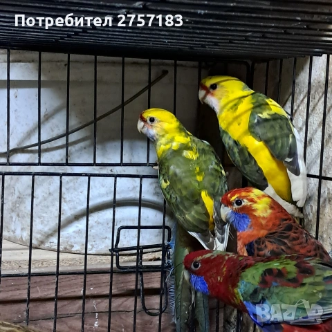 продавам пенатови розела и страка, снимка 2 - Папагали - 53577720