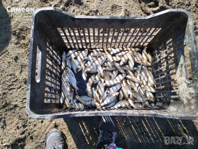 Зарибителен материал пъстър толостолоб 