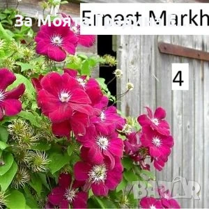 Клематис 33 вида , снимка 5 - Градински цветя и растения - 54019855