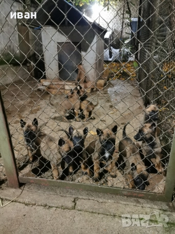 продам белгийски овчарки малиноа , снимка 7 - Белгийска овчарка - 49319194