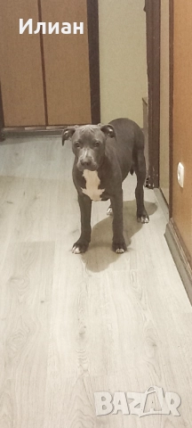 Питбул blue nose , снимка 2 - Питбул - 52606259