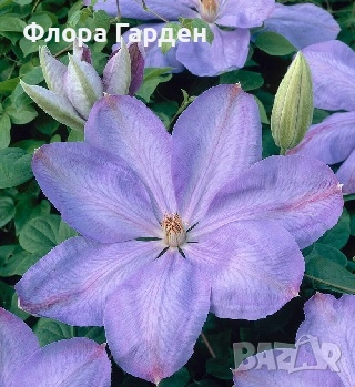 КЛЕМАТИС, БОЖУР - Коренища- ПРЕДВАРИТЕЛНИ ПОРЪЧКИ, снимка 7 - Градински цветя и растения - 53650447