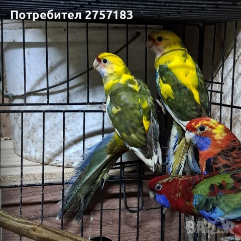 продавам пенатови розела и страка, снимка 7 - Папагали - 53577720