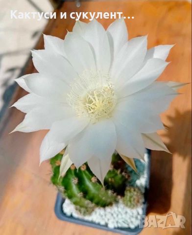 Кактуси вид Echinopsis, розов и бял цъфток, снимка 1 - Градински цветя и растения - 46333207