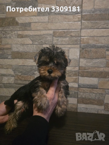 Йоркширски териер 