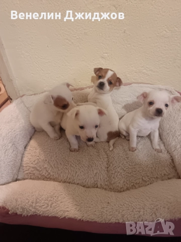 Чихоа, снимка 5 - Чихуахуа - 52653337