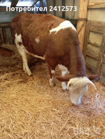 Продавам крави на първо,второ и трето теле,договаряне, снимка 4 - Крави - 53754897
