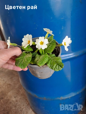 Домашна иглика в саксия , снимка 7 - Градински цветя и растения - 54010243