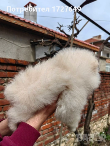 Померан-момче, снимка 4 - Померан - 53947421