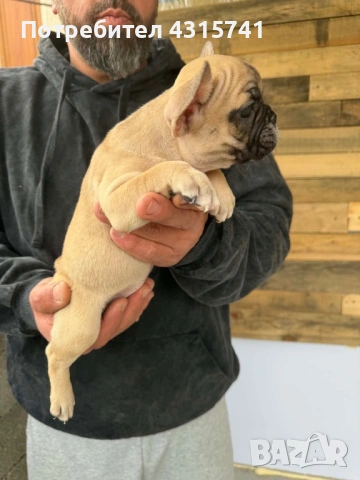 Френски булдог, снимка 3 - Френски булдог - 53222699