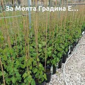 Клематис - 28 различни сорта , снимка 18 - Градински цветя и растения - 49760995