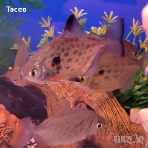 Метинис 5см, снимка 1