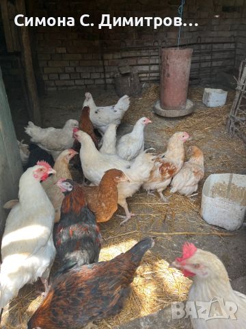 Пилета, снимка 2 - Кокошки и пуйки - 46125496