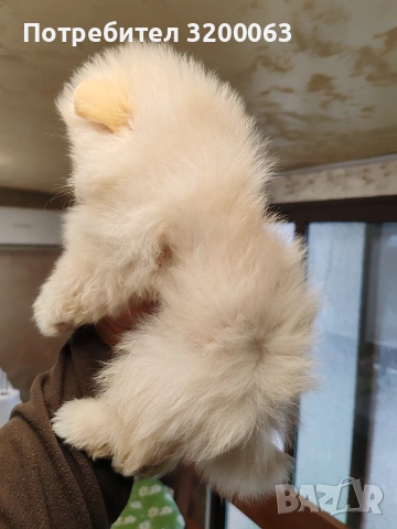 Померан мини шпиц., снимка 8 - Померан - 53913386