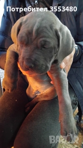 продавам Кане Корсо чистокръвни, снимка 10 - Кане корсо - 53611607