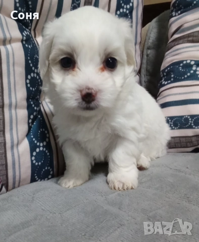 Мини малтийски болонки , снимка 4 - Болонка - 52529237