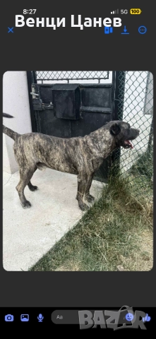 Преса канарио, снимка 8 - Други - 52809766