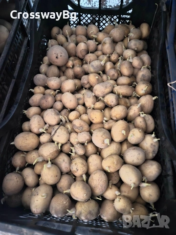 Картофи за семе, снимка 3 - Разсади - 53064069