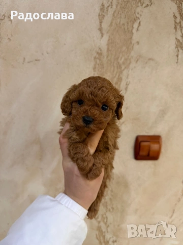 Той пудел момченце и момичета, снимка 2 - Пудели - 51889483