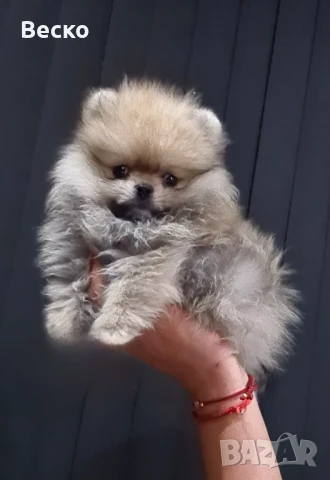 Мини померан мъжко , снимка 1