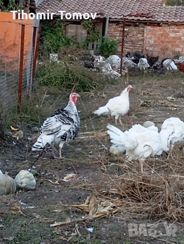 продавам домашно гледани пуйки пуяци за празниците , снимка 9 - Кокошки и пуйки - 51832484