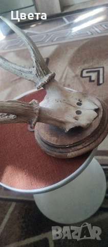 Еленови рога, снимка 2 - Декорация за дома - 53826537