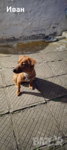 Гледане на кучета, хотел за кучета, нощувки и да други домашни любимци, снимка 5 - Други животни - 54148561