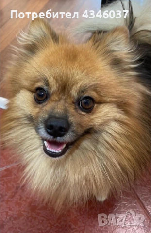 Издирва се това куче, снимка 3 - Померан - 54013403