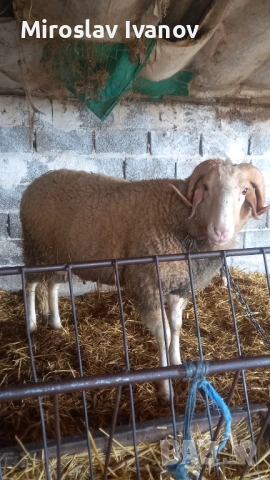 Коч, снимка 2 - Овце - 53712532