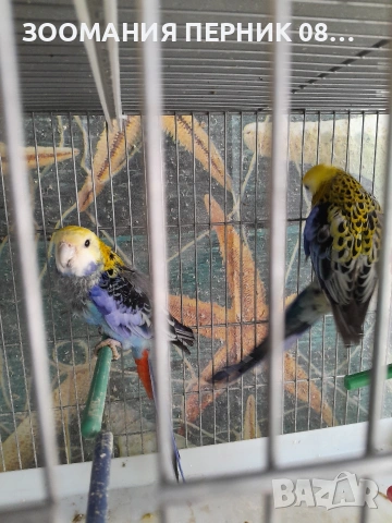 жълтоглава розела 