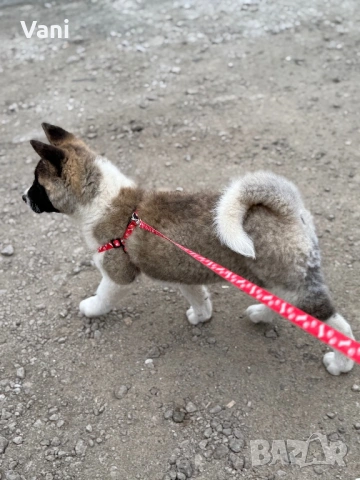 Америкаска акита женски на 3месеца, снимка 8 - Акита - 53165395