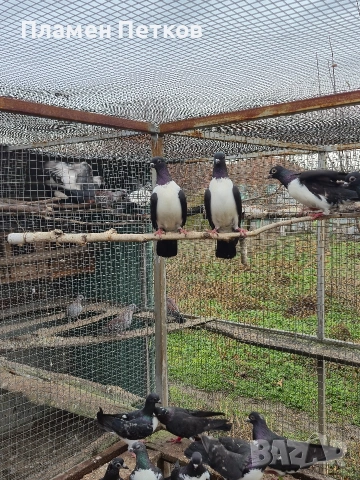 Унгарска калугерка (лястовица)