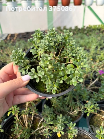 💞🍀🌸 Аубриета / Aubrieta, снимка 4 - Градински цветя и растения - 53641063