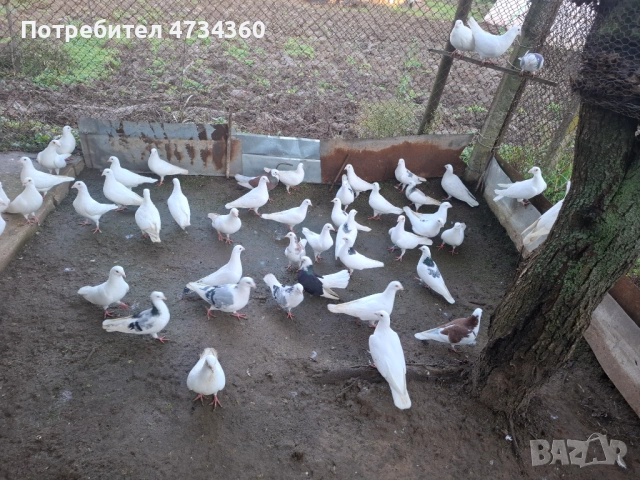 Гълъби, снимка 7 - За птици - 53433453