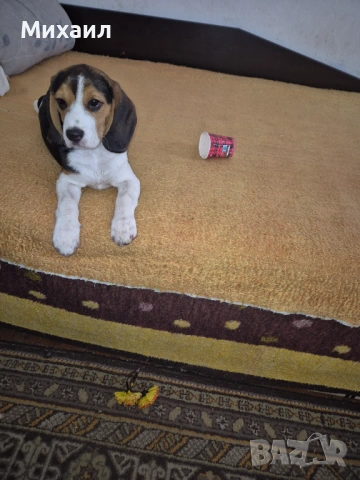 Продавам Бийгъл, снимка 3 - Бигъл - 53949058