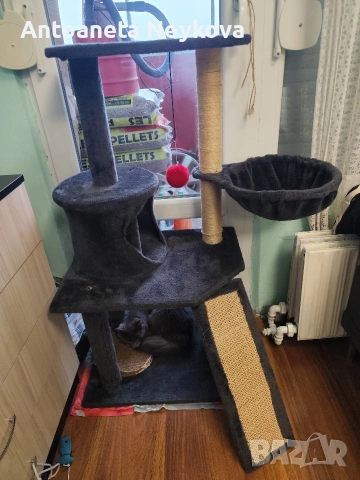 Котешка катерушка 