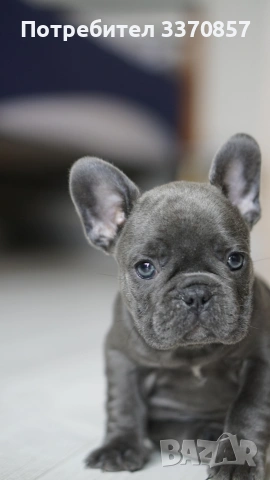 Френски булдог , снимка 4 - Френски булдог - 53956512