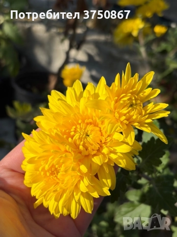 💜🌿🩷 Високостеблени хризантеми , снимка 5 - Градински цветя и растения - 52420302