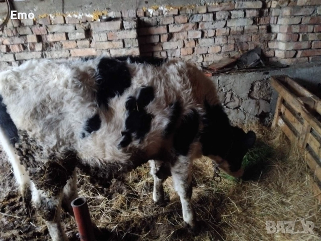 продавам теле, снимка 2 - Крави - 52582584