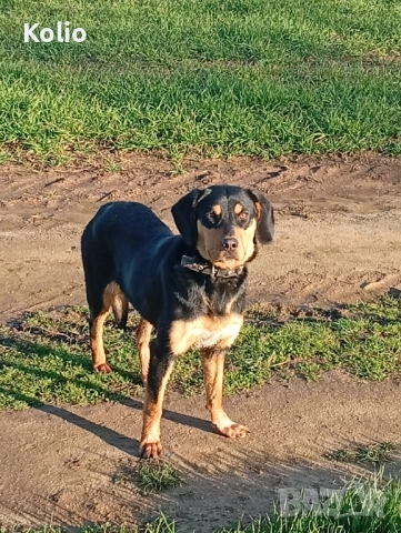 Кьосе бараче 