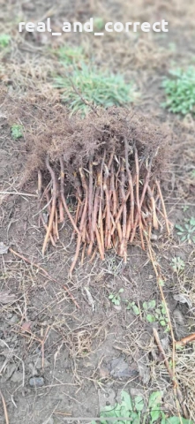 Само ЗА ЦЕНИТЕЛИ Уникален БИО разсад Ягоди и Малини, снимка 10 - Разсади - 53748363