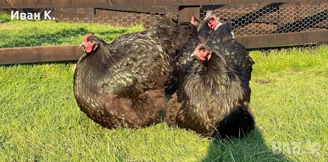 Продавам черен Орпингтон. , снимка 7 - Кокошки и пуйки - 53829349