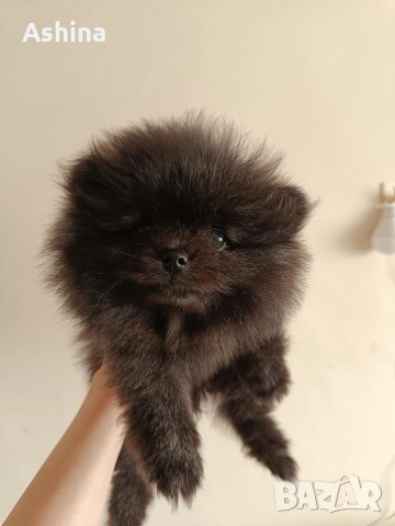 померан мини, снимка 2 - Померан - 53597861