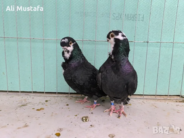 Африканска сова , снимка 12 - Гълъби - 50071282